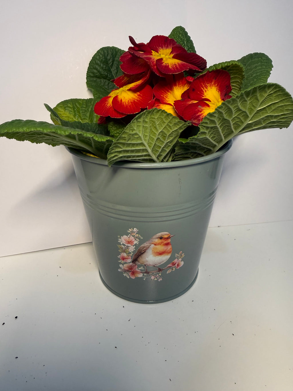 Robin Tin Plant Pot