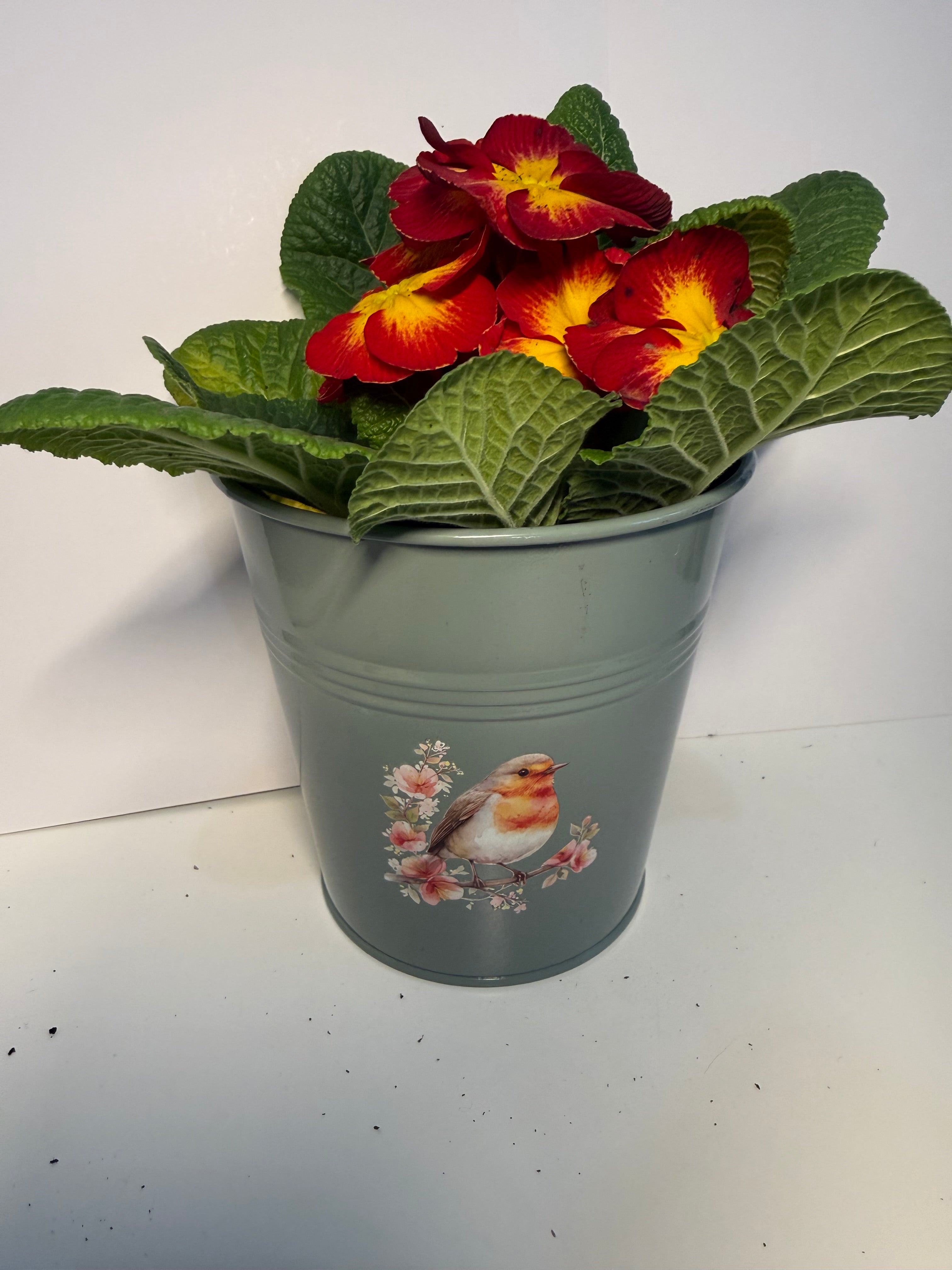 Robin Tin Plant Pot
