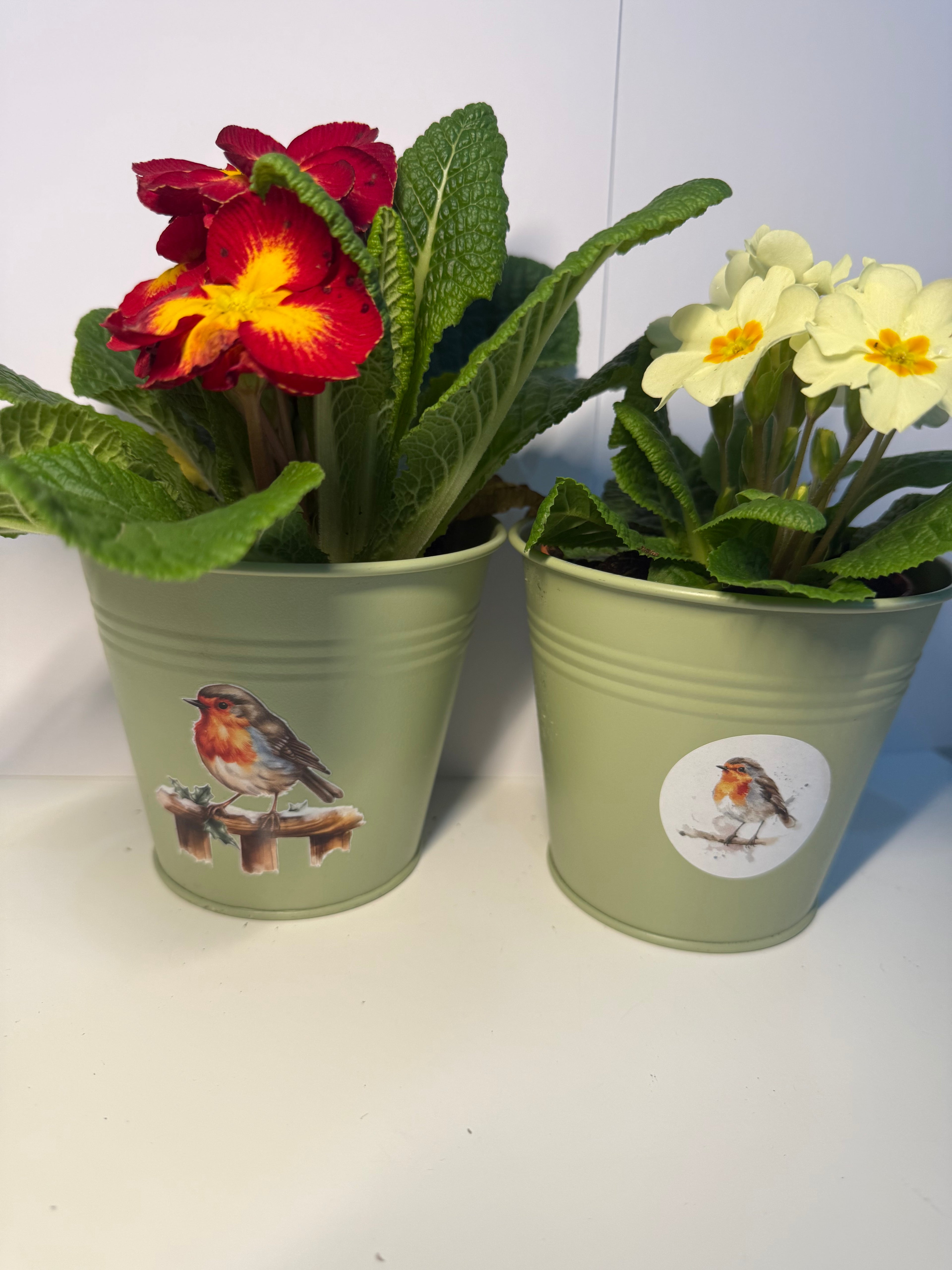Small Robin Tin Plant Pot