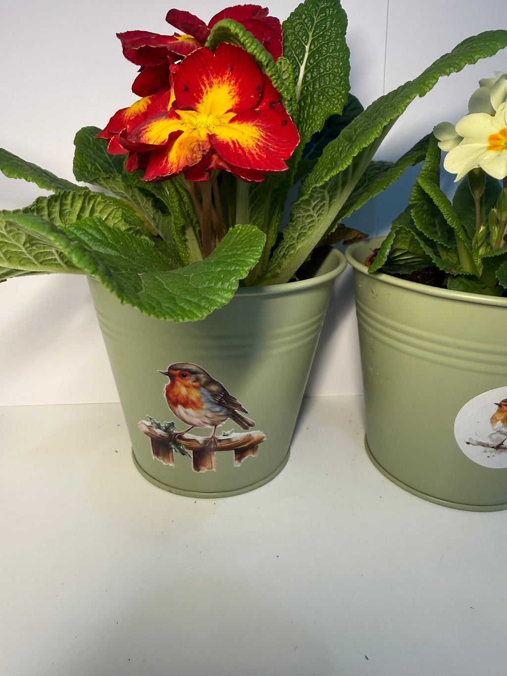 Small Robin Tin Plant Pot