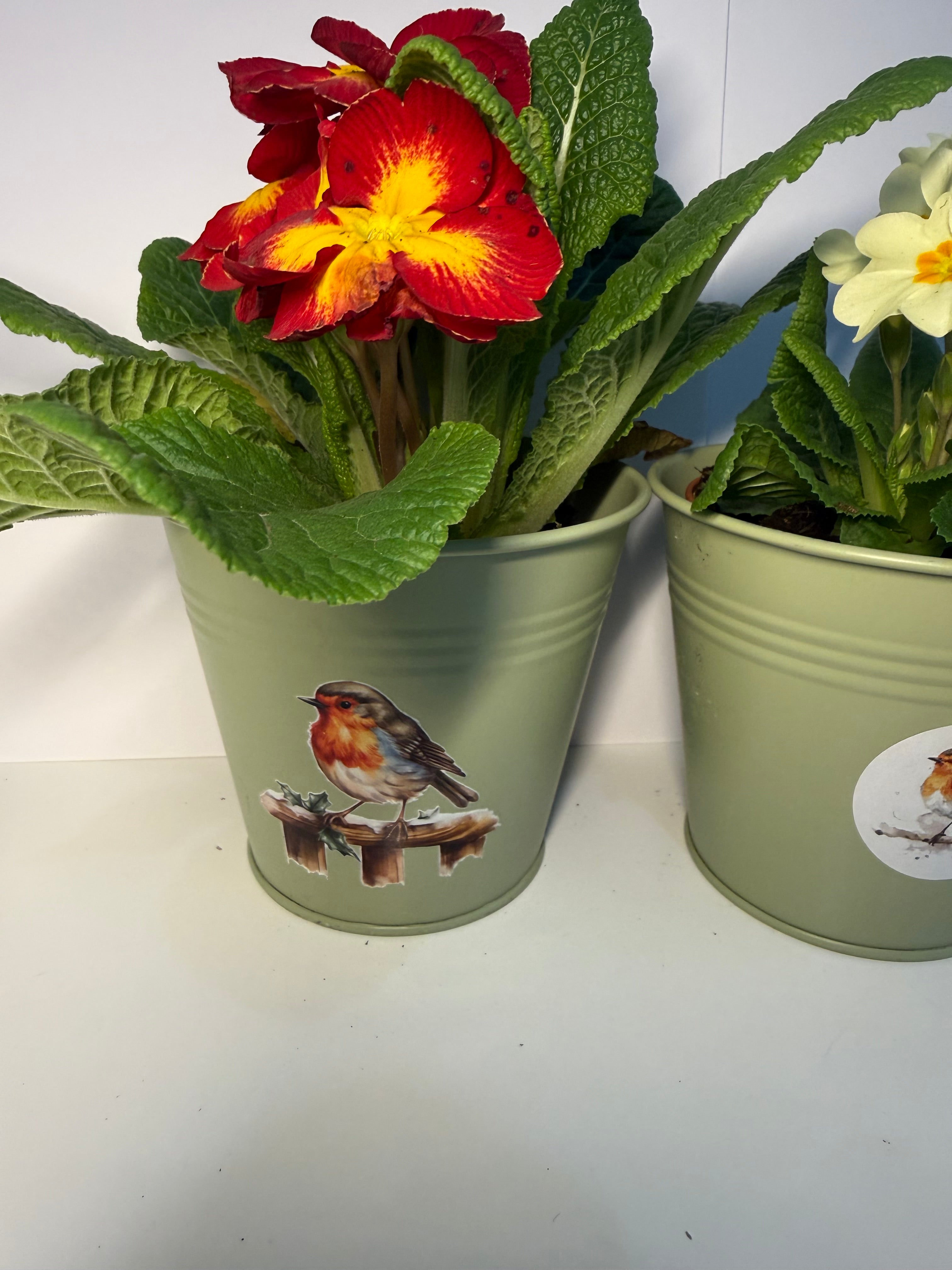 Small Robin Tin Plant Pot