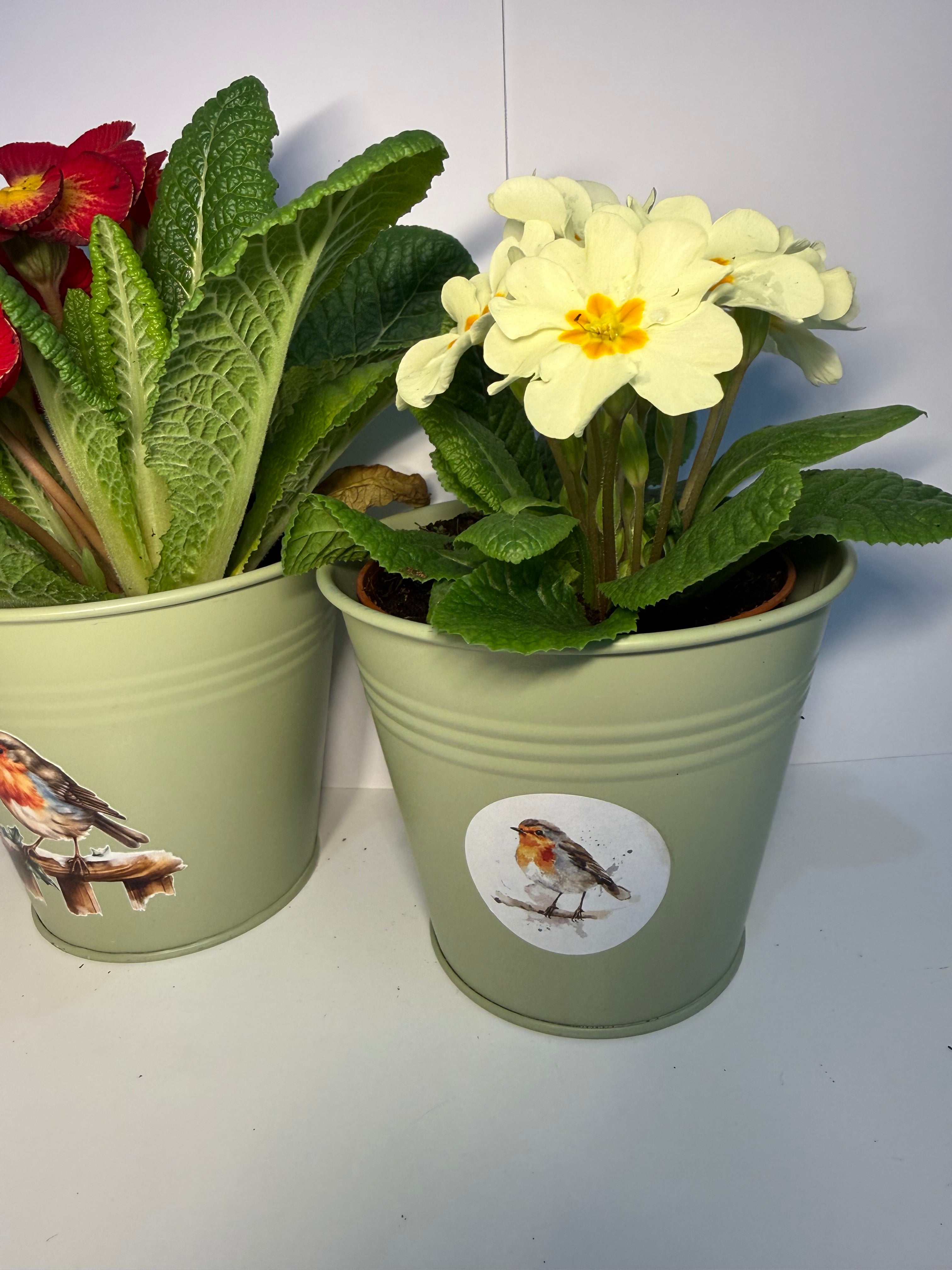 Small Robin Tin Plant Pot